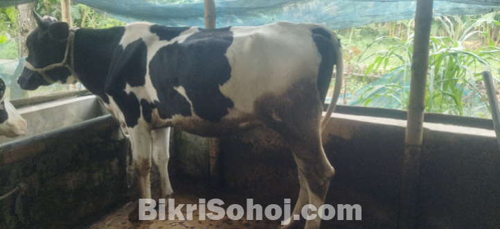 বকনা গরু